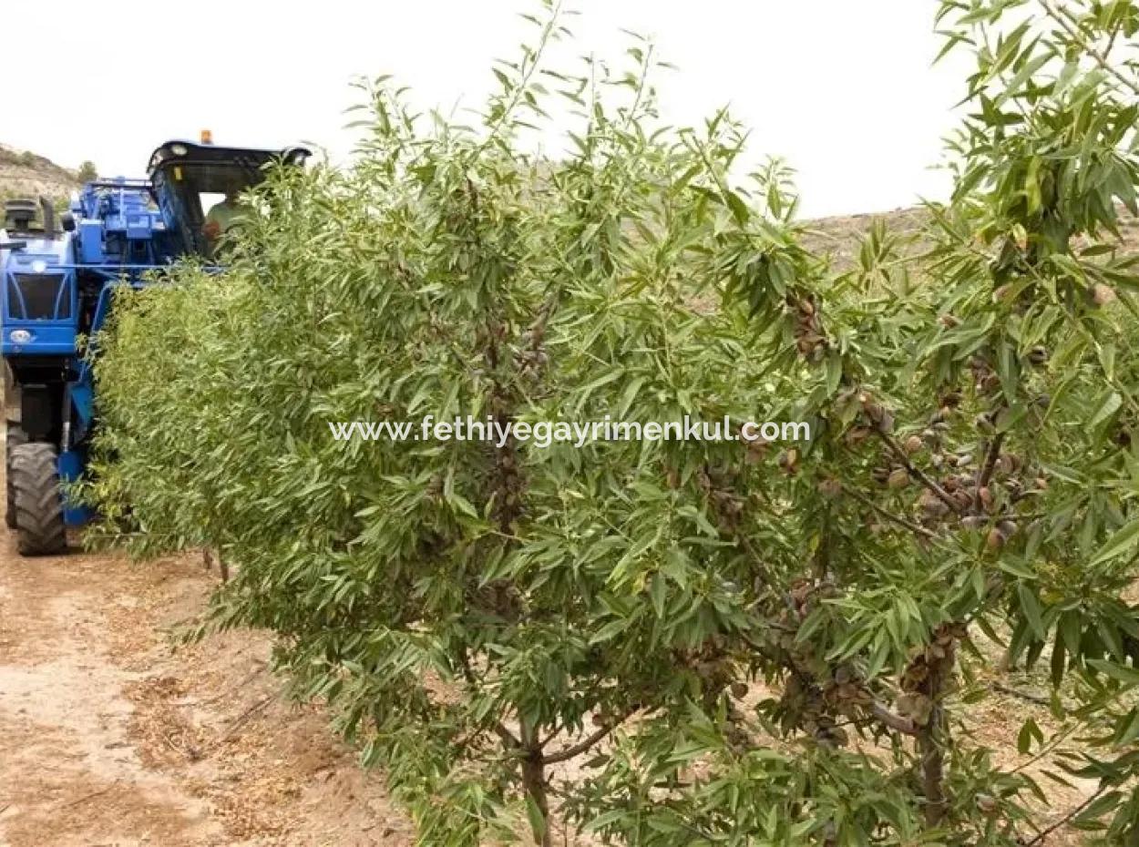 Garten Zum Verkauf In Mugla Region 880000M2 Nussbaum