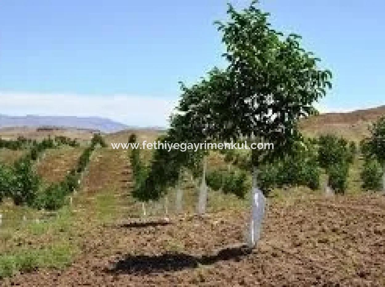 Garten Zum Verkauf In Mugla Region 880000M2 Nussbaum