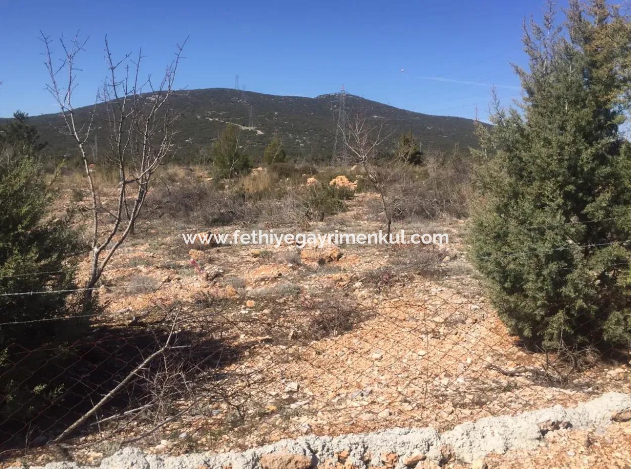 Der 200000M2 Mandelgarten Steht Im Zentrum Von Mugla Zum Verkauf.