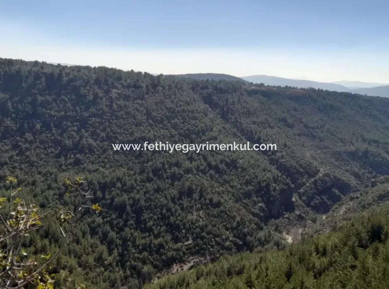 Der 200000M2 Mandelgarten Steht Im Zentrum Von Mugla Zum Verkauf.