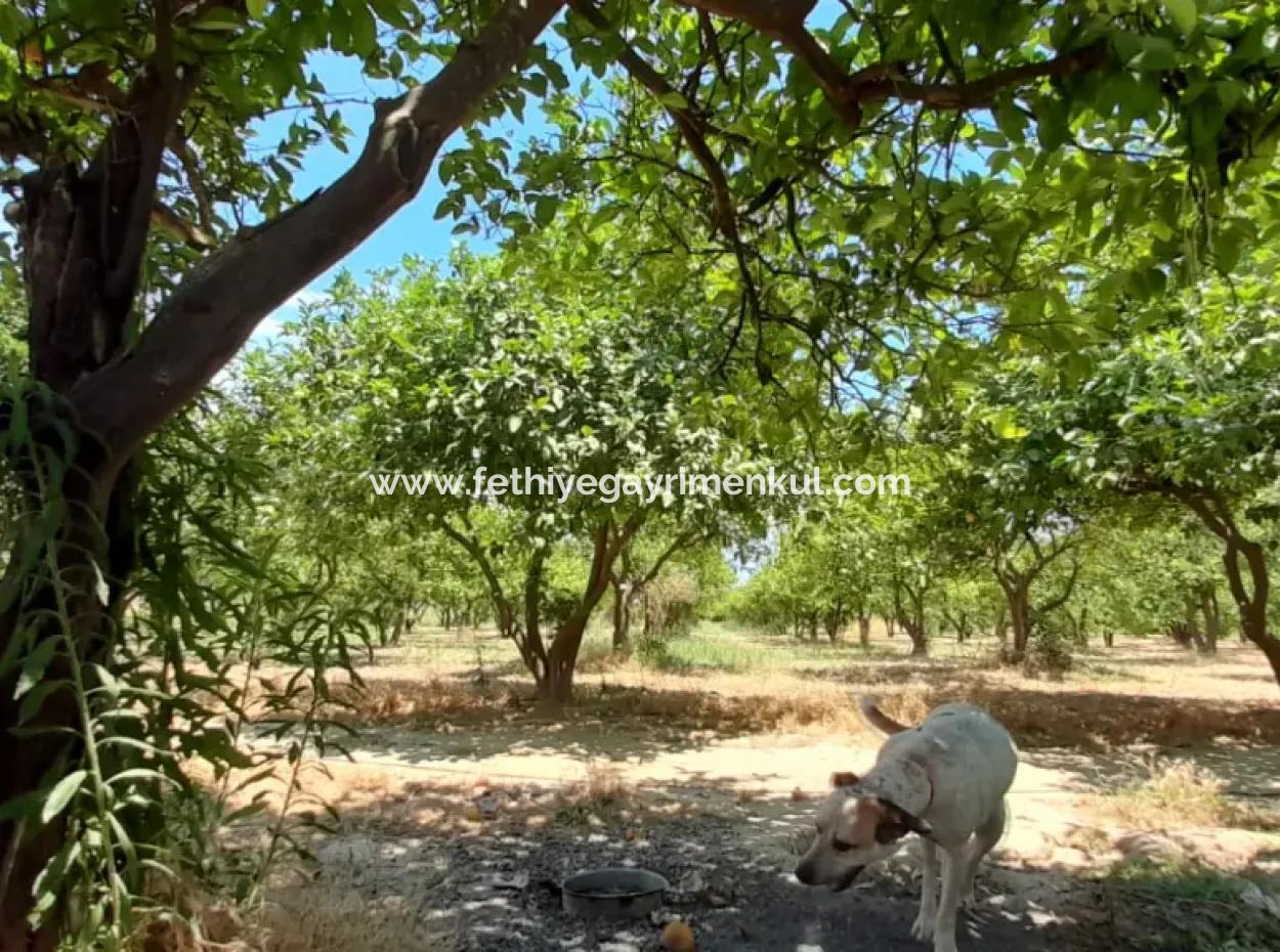 13000M2 Bauernhaus Geeignet, Um Ein Boutique-Hotel 3 Km Von Akyaka Zentrum Gökkova Kitesurfe 1 Km Entfernt Zu Sein