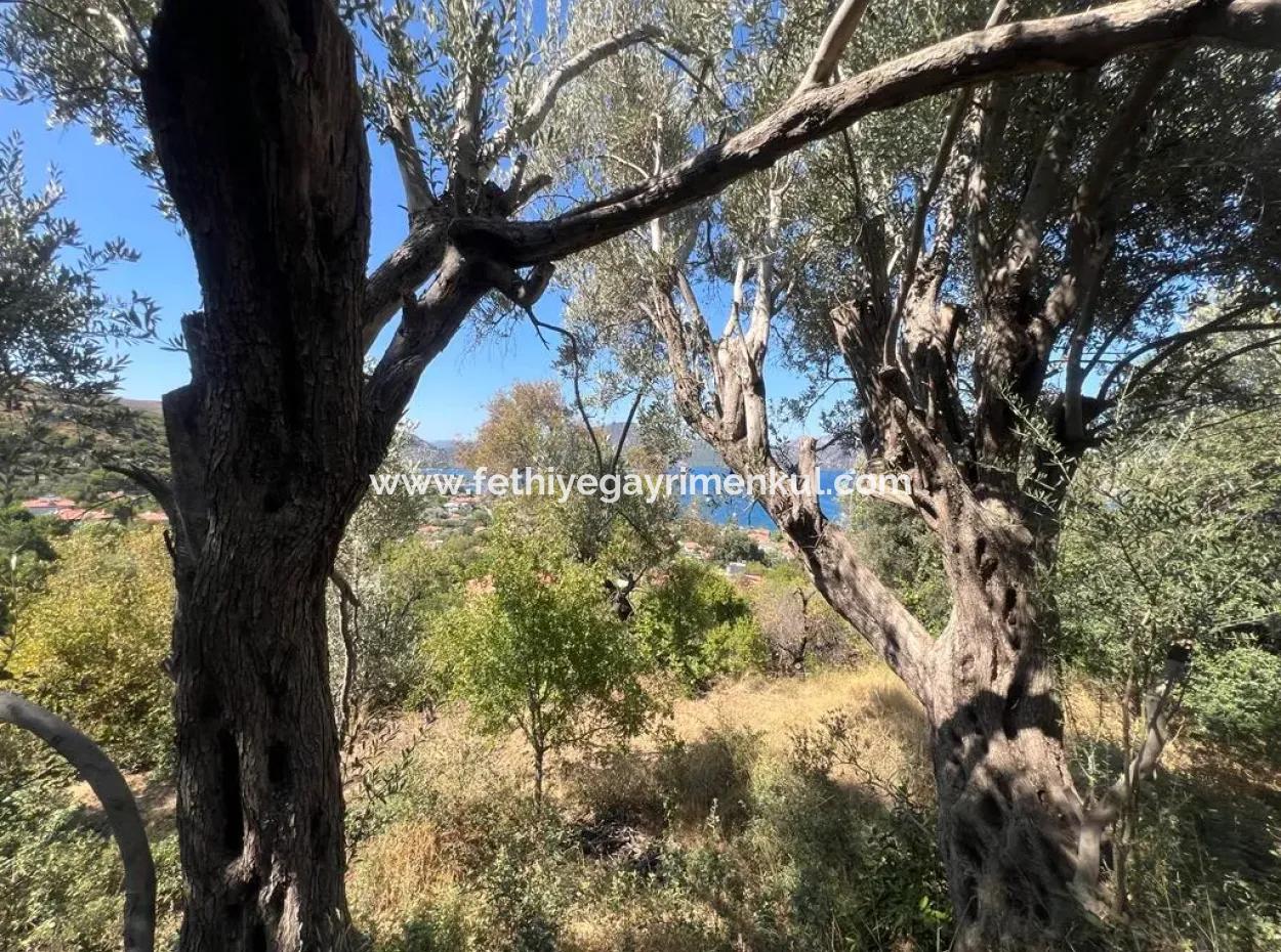 Grundstück Zum Verkauf In Marmaris Selimiye Nachbarschaft Mit Meerblick 5200M2, Geeignet Für Den Bau Von 2 Villen Oder Hotelbau
