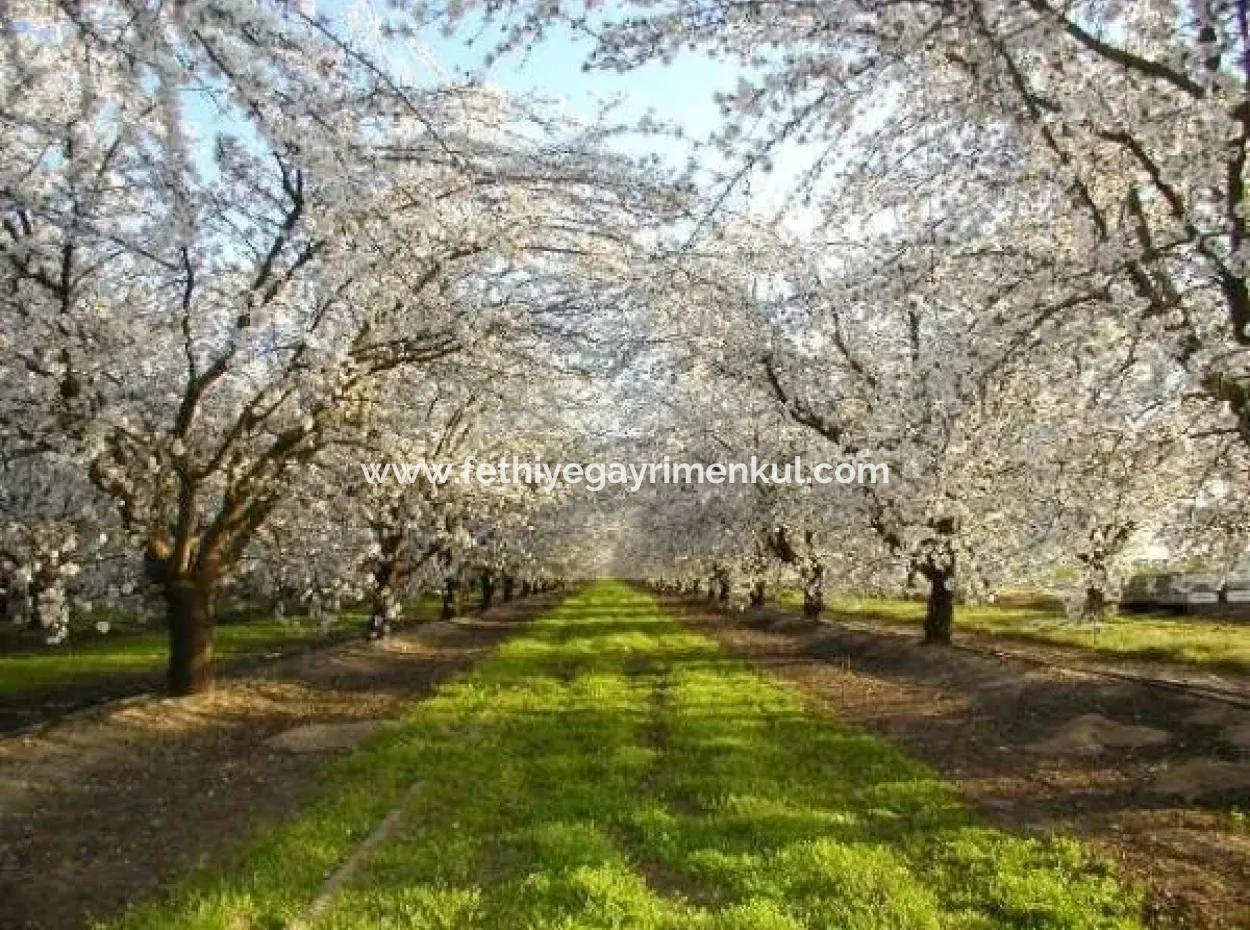 Garden For Sale In Mugla Region 880000M2 Walnut