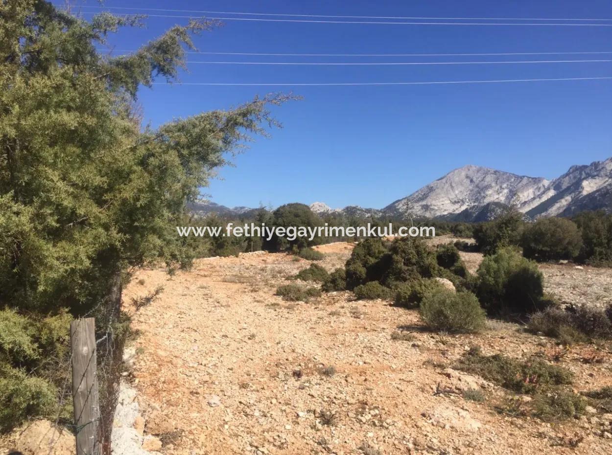 The 200000M2 Almond Garden Is For Sale In The Center Of Mugla.