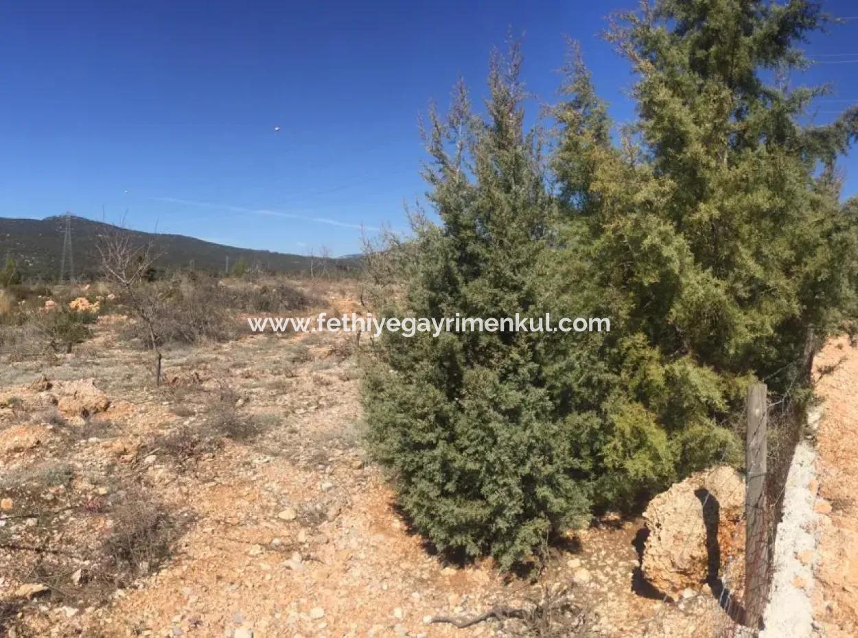 The 200000M2 Almond Garden Is For Sale In The Center Of Mugla.