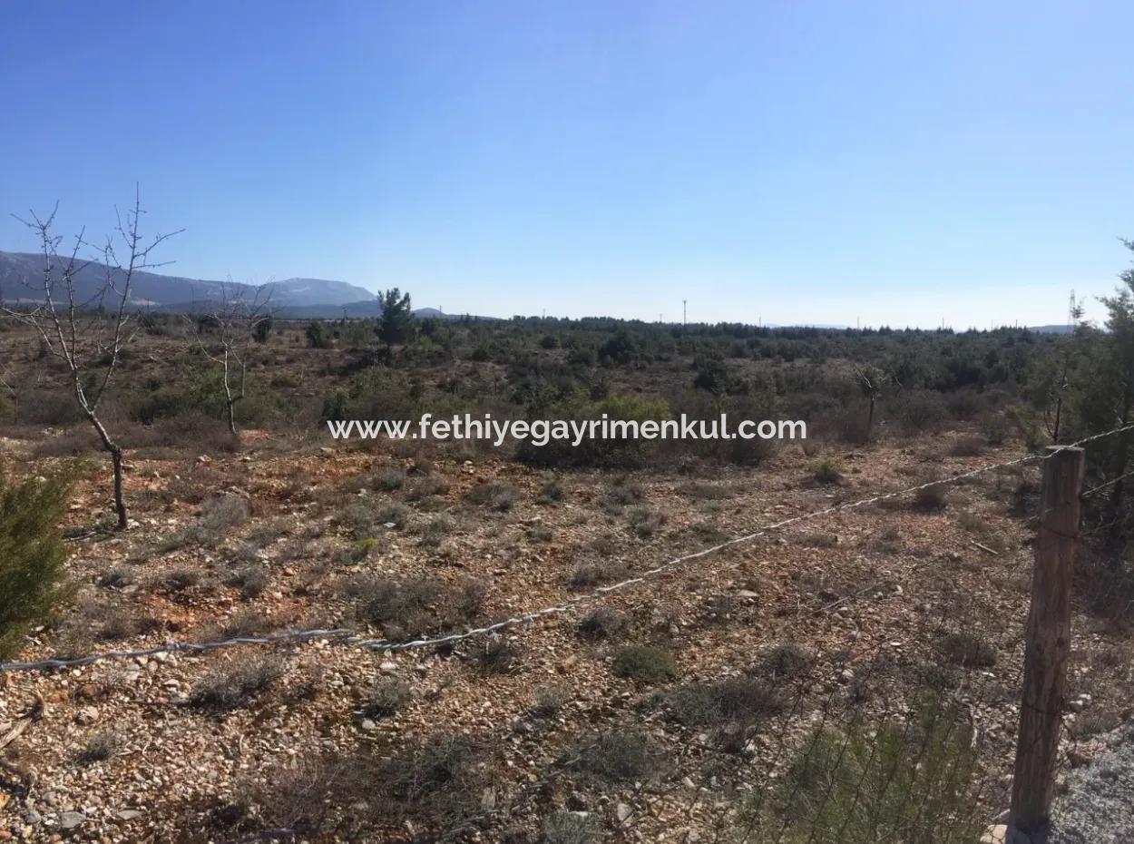 The 200000M2 Almond Garden Is For Sale In The Center Of Mugla.