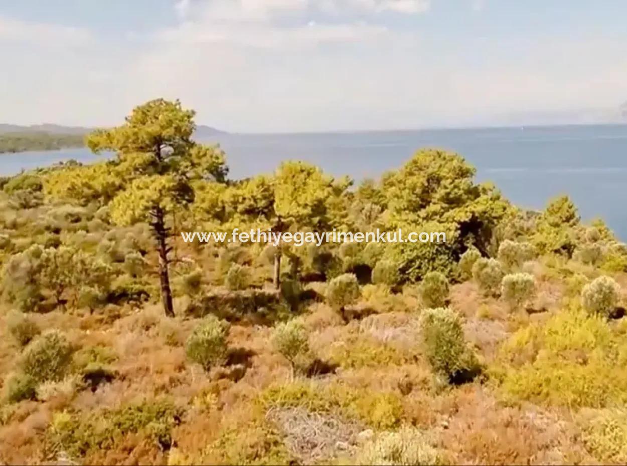 The Island For Sale In The Gulf Of Gökova In Marmaris District Has A Land Area Of 365000M2 And There Is A Registered House In It.
