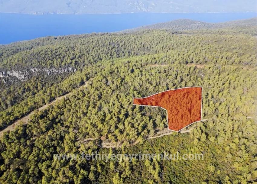 Marmaris Çetibelinde orman İçerisinde 13.500 m2 Özel kullanım alanı